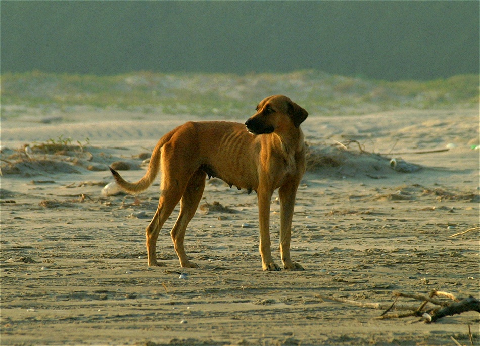 (38) Dscf1252 (day 2 - beach dog).jpg   (950x685)   285 Kb                                    Click to display next picture